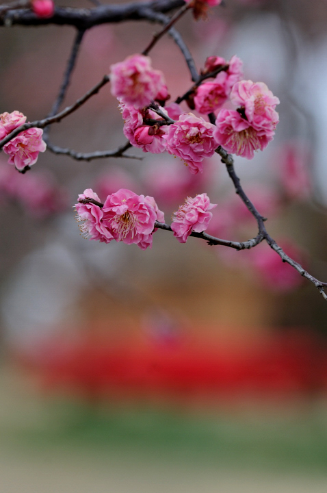 梅園 神崎