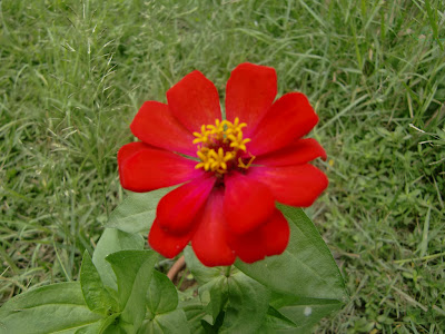 Red Flower