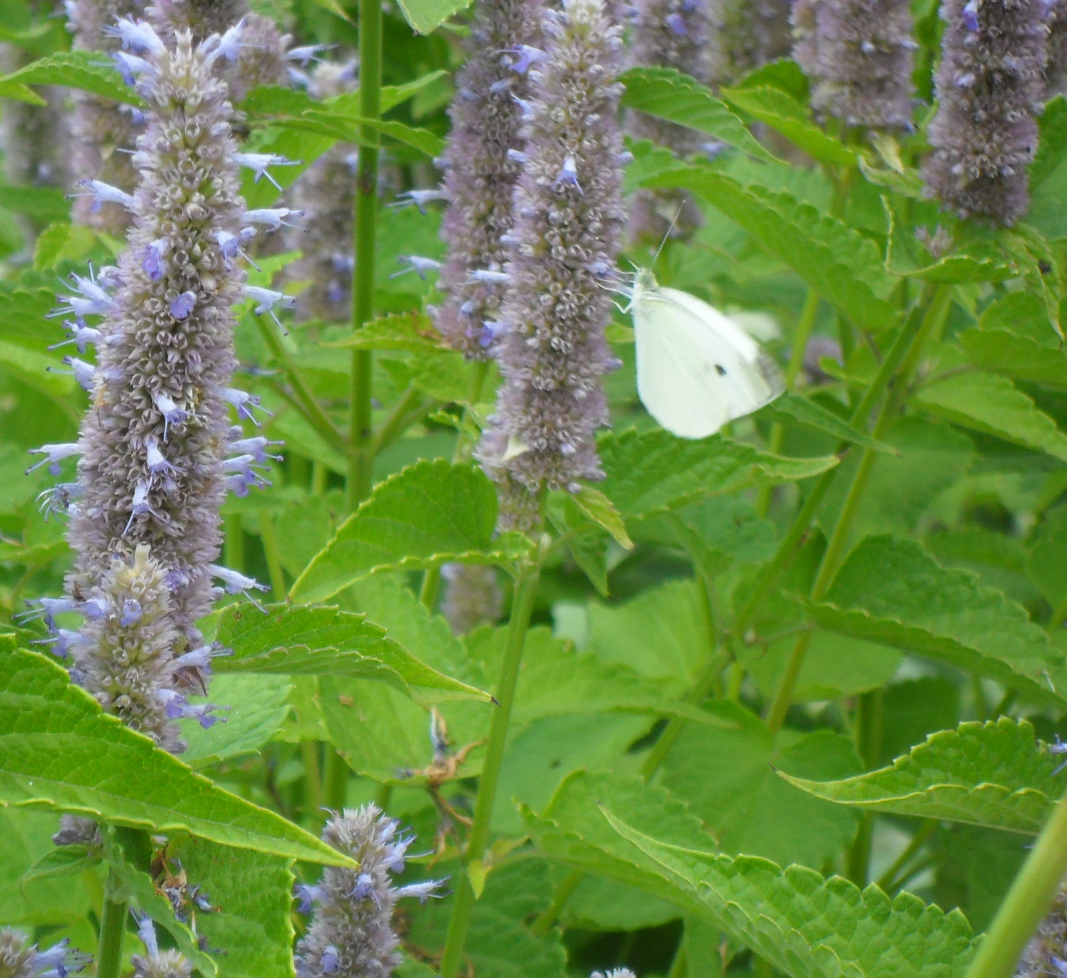 Backyard Patch Herbal Blog Anise hyssop Herb of the Week