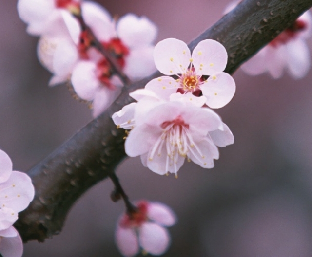 Marketing Japan Spring in Japan Three Days Cold, Four Days Warm The