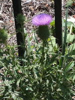 thistle blooming along Martin Luther King, Jr. Avenue in Washington, DC