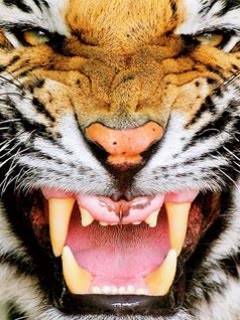 Angry Tiger Face Pictures Wallpaper Zone