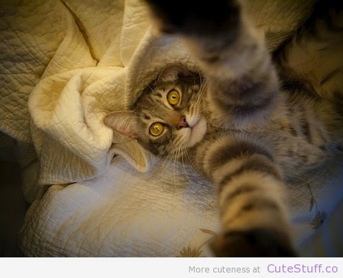kucing-kucing selfie yang lucu banget