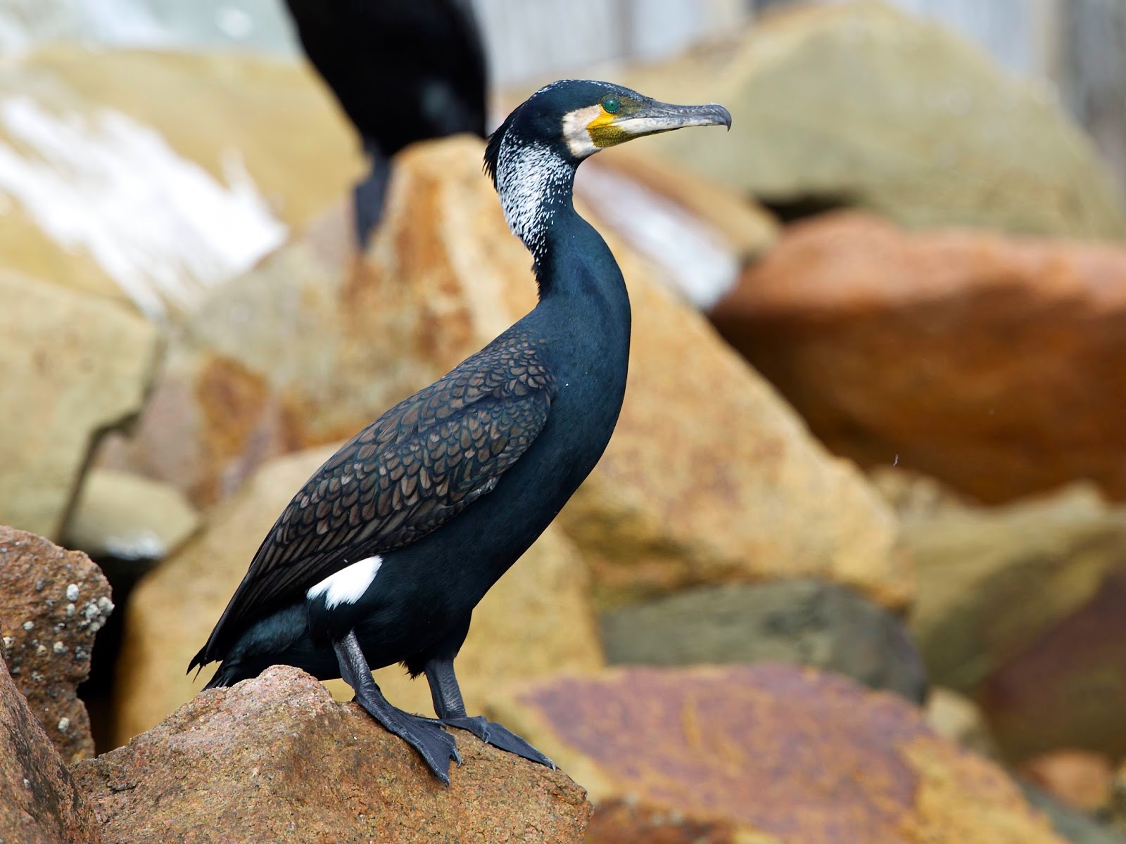 Avithera Great Cormorant