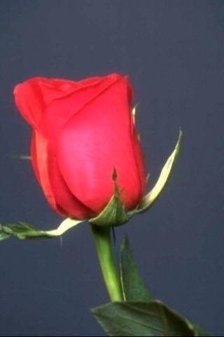 iphone wallpaper background