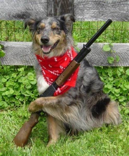 Funny Picture Of A Dog With A Shotgun Funny Picture Of A Dog With A Shotgun
