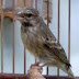 Burung Blackthroat < Serinus Atrogularis >