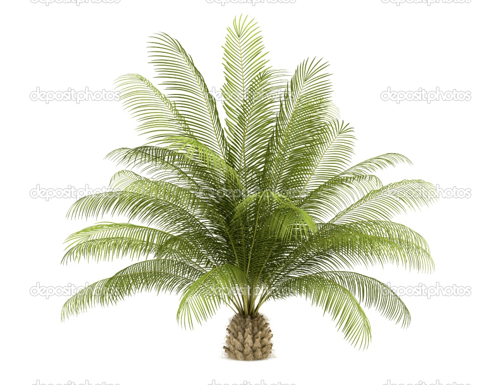 Palm Oil Tree Vector Free