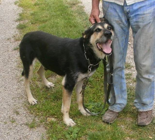 Lebensretter für Hunde aus Tötungsstation gesucht! Auf Pflegeplatz