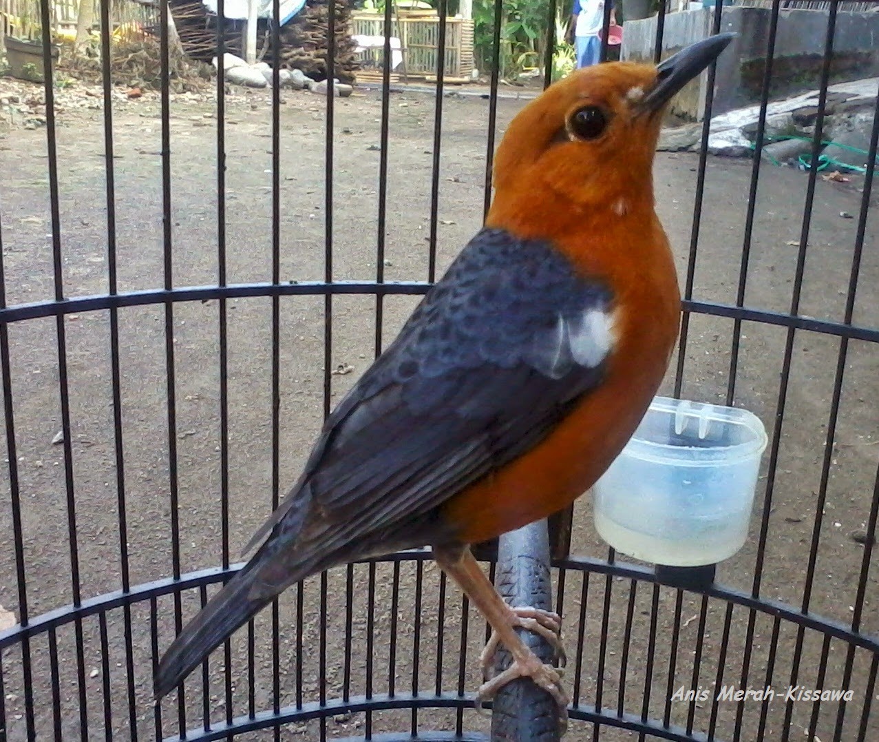 Kicau Burung Mania Mitos Cara Membedakan Burung Anis Merah Jantan Dan Betina