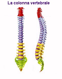 La Colonne Vertebrale