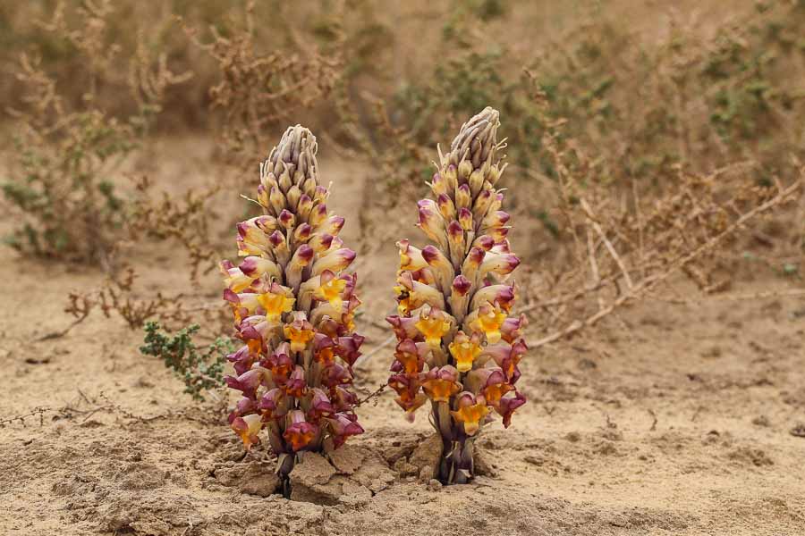 Birds of Saudi Arabia Desert Hyacinth (Cistanche tubulosa) Ash
