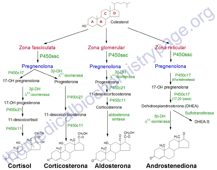 Aprendiendo fisiología humana Vias enzimáticas para hormonas esteroideas