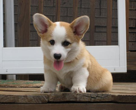 cute-corgis-puppy-pictures.jpg