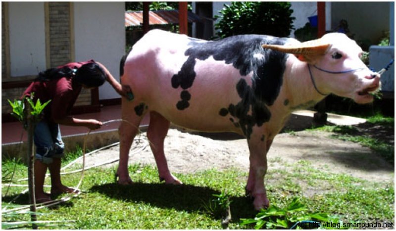 Peta Kota Tedong Bonga Toraja Peta Kota Tedong Bonga Toraja