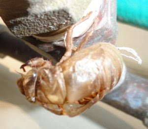Photograph of cicada exoskeleton by Darla Sue Dollman.