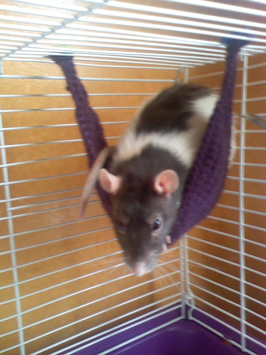 Ashley Knits: Free Pattern: Rat Hammock