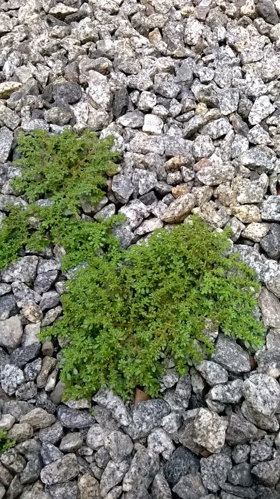 Chegou Kyojin, Cabelo em pé por causa das daninhas resistentes é passado!  Agora é só alegria, porque as lavouras de soja e milho serão protegidas por  Kyojin, o novo