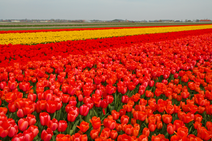 Tulips & Windmills A Perennial Favorite Viking River Cruise Luxury