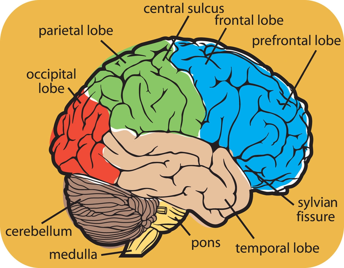 brain labeled diagram brain puzzles image ม ถ นายน 2013 brain labeled diagram brain puzzles image ม ถ นายน 2013