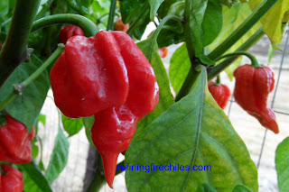 Trinidad Butch T Scorpion seeds, Bhut Jolokia seeds