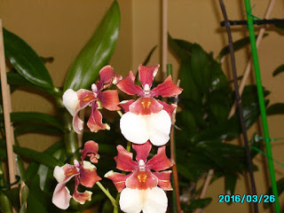 orquideas