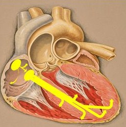 Friends with my heart