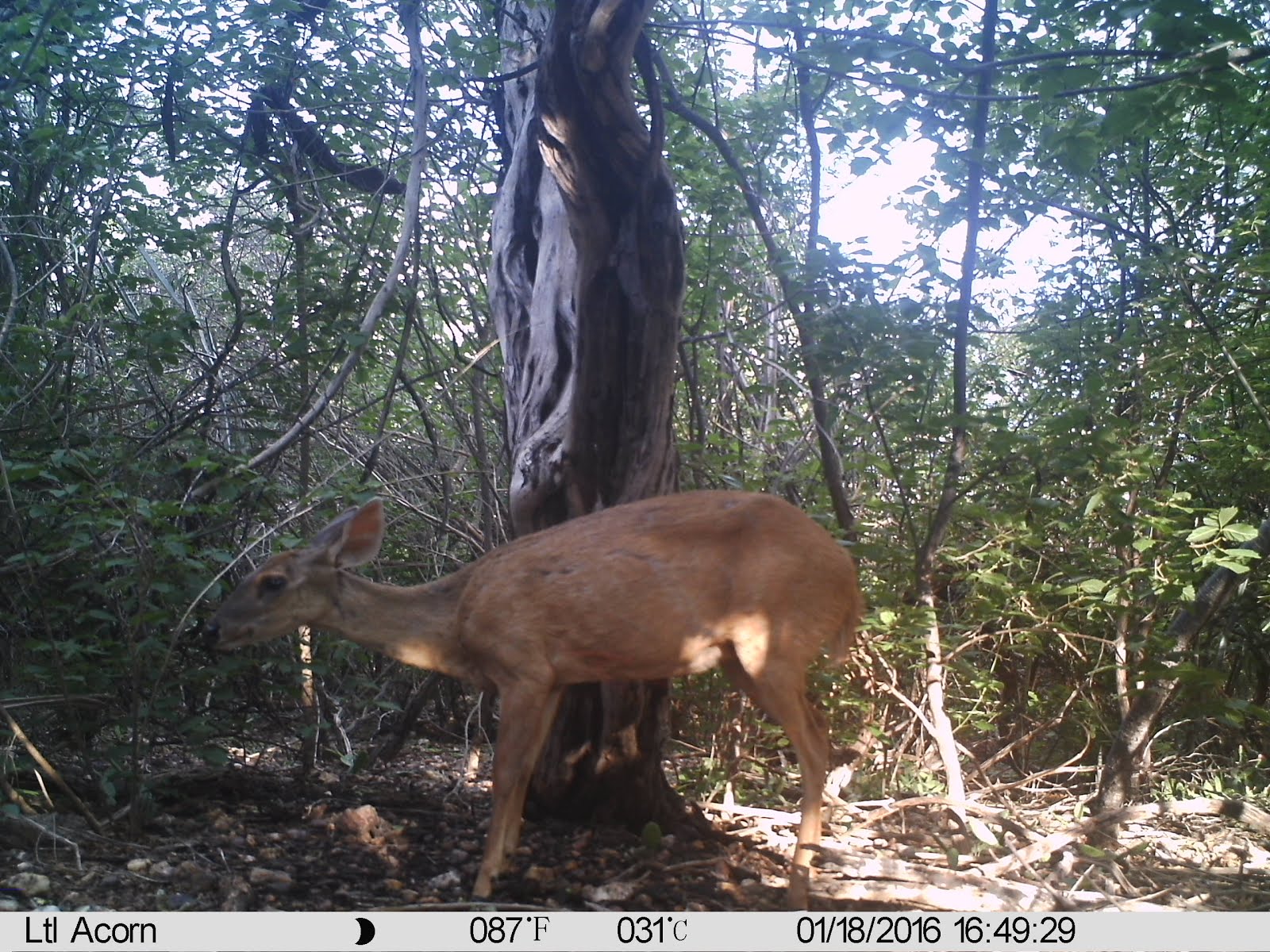 Um veado na caatinga