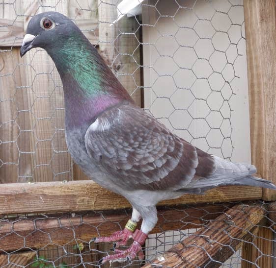 101 Proofs For God 84 Homing Pigeons