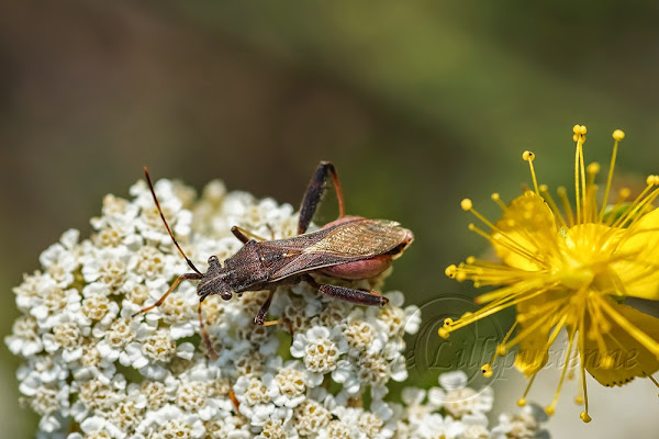 Camptotus lateralis