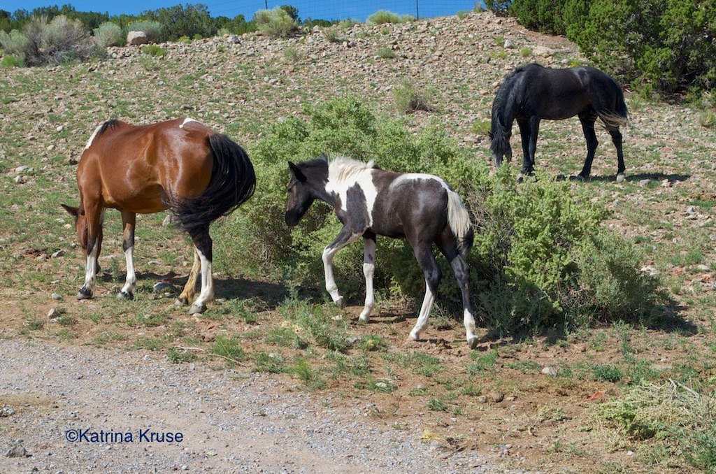 The Kruse Chronicles Continue in New Mexico Wild Horses of Placitas
