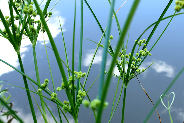 plantas com céu por trás - plants with sky behind