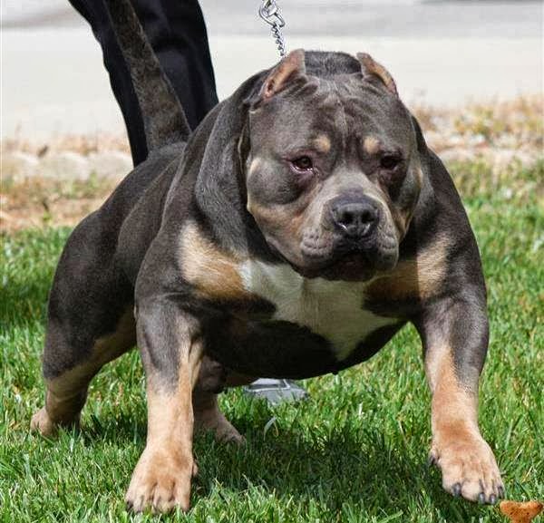 Pitbull Kosova Are Pit Bulls Dangerous to People?