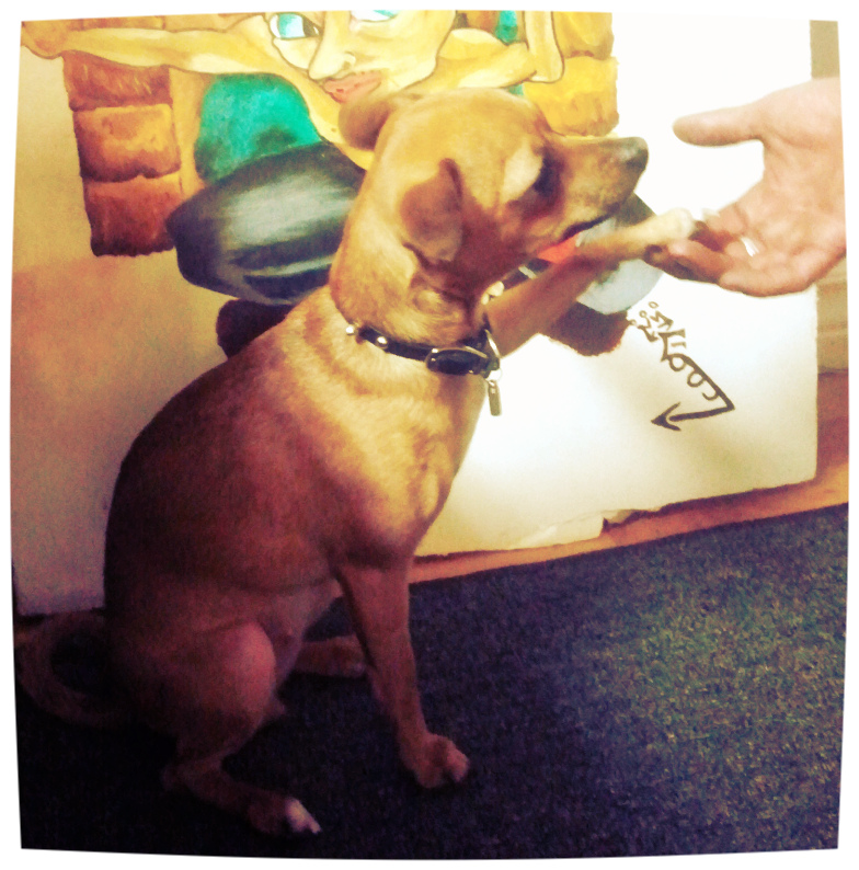 Does A Dog Have Buddha Nature Does A Dog Have Buddha Nature