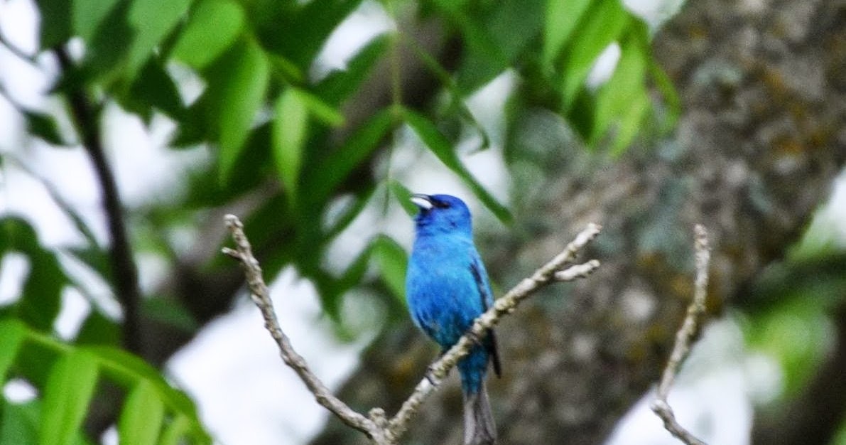 Rebecca's Bird Gardens Blog: The Indigo Bunting