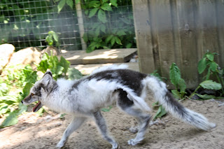 fox proof rabbit hutch and run