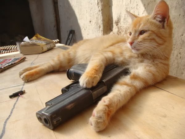 Gun And Cat