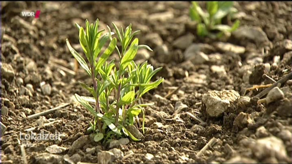 Lavendel Aus Lippe Lokalzeit Owl Lokalzeit Junkie