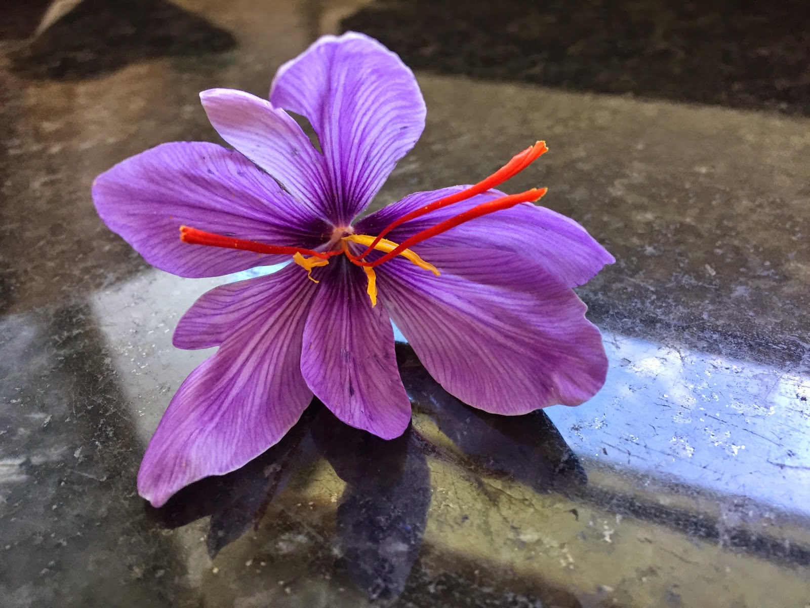 Saffron flower