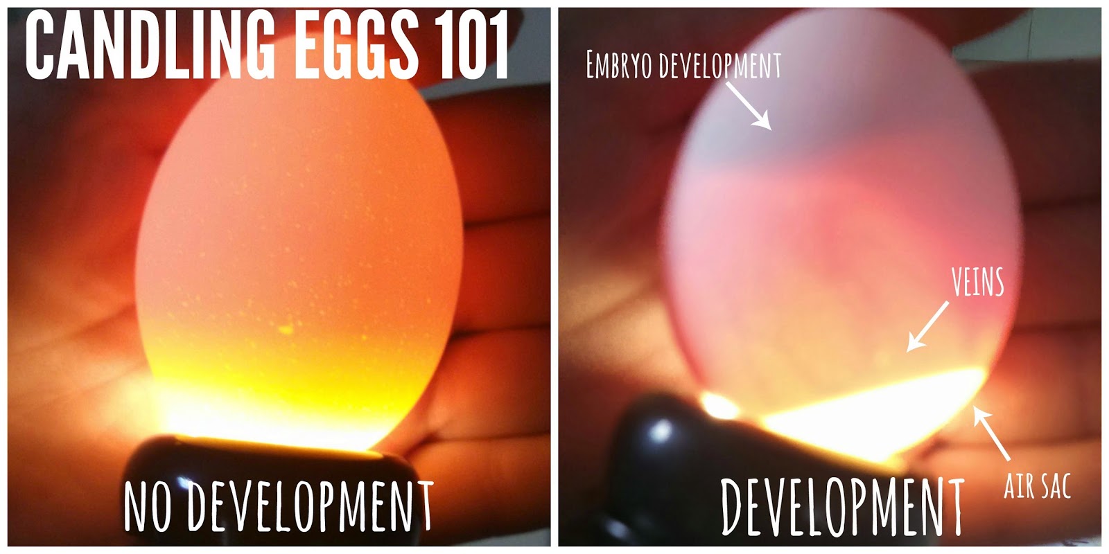 Albemarle Charlottesville 4 H Egg Candling Day