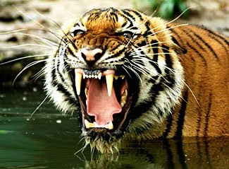 Roar -Tigers Of The Sundarbans English Subtitle Official