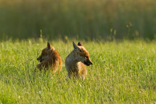 les deux fréres