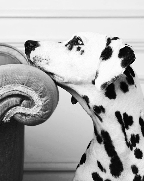 10 Interesting Facts about Dalmatians