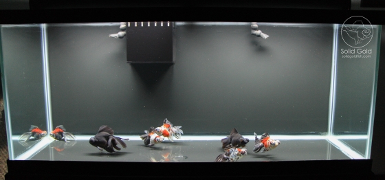 Goldfish Aquarium Goldfish Tank
