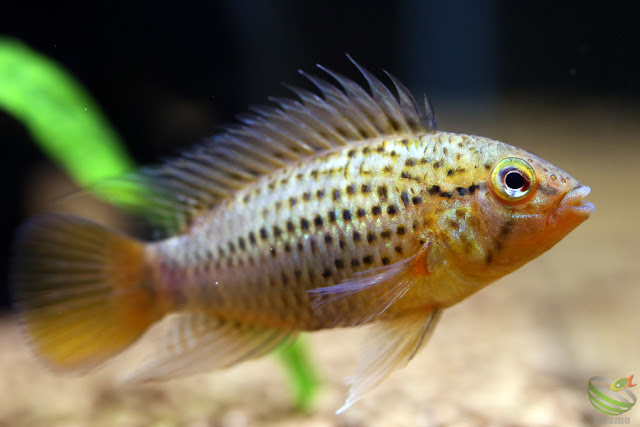 Apistogramma guttata / Rio Morichal Largo