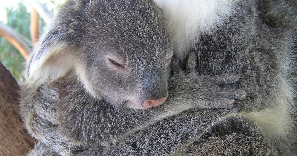 White Wolf 5 Reasons Why We Need to Protect Koalas (Video)