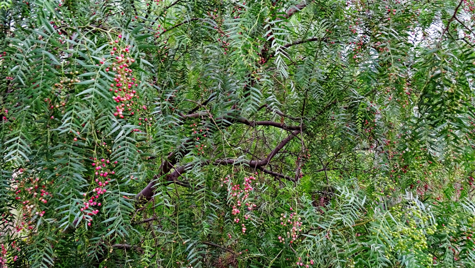Melbourne Fresh Daily MELBOURNE STREET TREES 107 PEPPER TREE