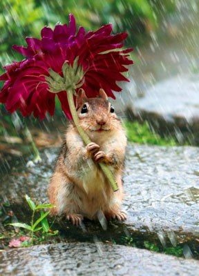 CHUVA DE PRIMAVERA! A NATUREZA DE DEUS É PERFEITA!