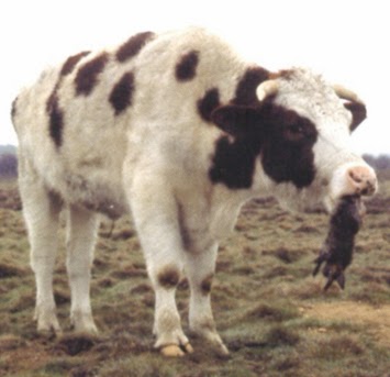 tawsi nin dunyasi blogger