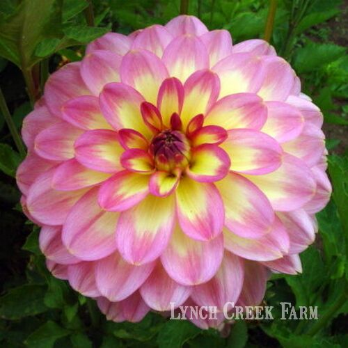 Lynch Creek Dahlias Dahlia Classification Waterlily Dahlias are Wonderful